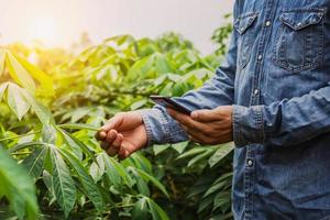 people using mobile checking report of agriculture in cassava farm photo