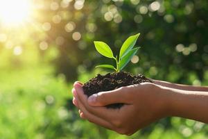 concepto del día de la tierra ecológica. mano que sostiene la planta joven en el sol y el fondo verde de la naturaleza foto