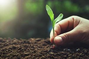 hand holding young corn for planting in garden photo