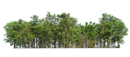 árbol de grupo aislar sobre fondo blanco foto