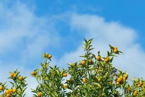 árbol colgante de naranjas con nubes y cielo azul. foto