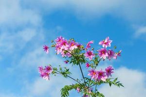 hermosas flores rosas, color fresco con fondo de nubes y cielo azul. foto