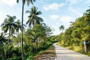 Island road and coconut trees photo