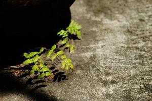 planta de helechos gowing en suelo de hormigón con luz solar en el jardín foto