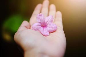 Beautiful pink flowers on woman hand with sunlight in garden photo