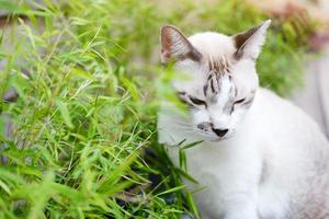 Grey cat relax with sunlight in natural of garden photo