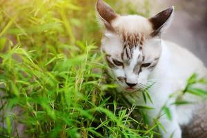 Grey cat relax and eating grass herb in garden photo