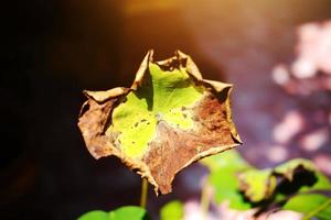 Dry lotus leaf in fountain pond with sunlight in nature park and garden photo