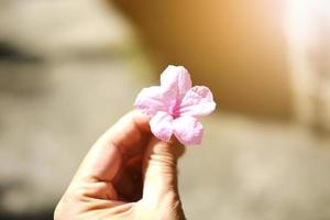 hermosas flores rosas en la mano de la mujer con la luz del sol en el jardín foto