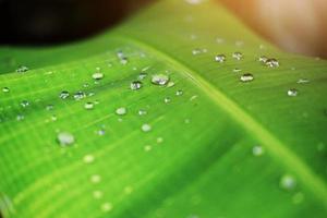 hojas verdes de plátano fresco y gotas de rocío de agua con luz solar en el jardín foto