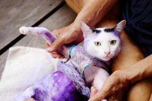 dermatitis y tratar la píldora morada para gatos con tiña enferma o tiña en la piel del gato. foto