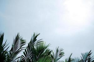 bosque de manglares que sopla en la tormenta de viento contra el blanco nublado y el cielo foto