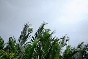 Mangrove forest blowing in the wind storm against on white cloudy and sky photo