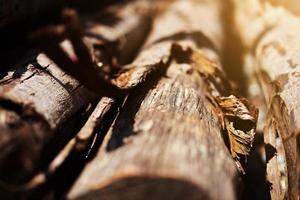 Timber and wooden pole in construction site photo