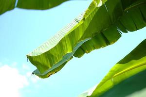 Green banana leaf backlight with sunlight and blue sky in Garden photo