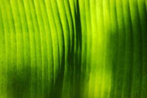 Green banana leaf backlight with sunlight in Garden photo