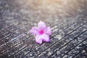 Beautiful pink flowers with sunlight falling on concrete floor in garden photo