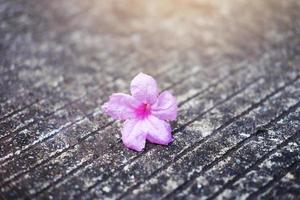 hermosas flores rosas con la luz del sol cayendo sobre el piso de concreto en el jardín foto