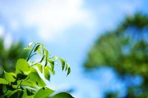 ramas de hojas verdes con hermosa luz solar natural y cielo azul en el bosque. foto
