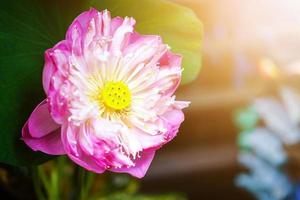 Water Lily Flower in fountain pond beautiful in the green nature background photo