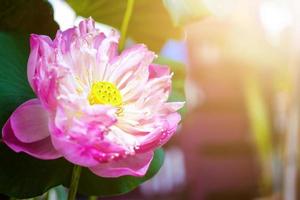 Water Lily Flower in fountain pond beautiful in the green nature background photo