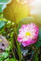 Water Lily Flower in fountain pond beautiful in the green nature background photo