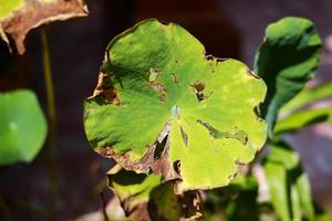 Dry lotus leaf in fountain pond with sunlight in nature park and garden photo