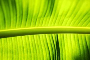 Green banana leaf backlight with sunlight in Garden photo
