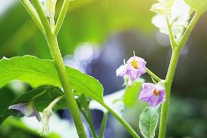 Homegrown vegetable. Purple flowers of green brinjal or round eggplant with sunlight in garden photo