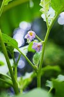 Homegrown vegetable. Purple flowers of green brinjal or round eggplant with sunlight in garden photo