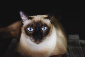 Siamese cat with blue eyes sitting on the floor photo