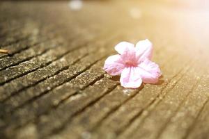 hermosas flores rosas con la luz del sol cayendo sobre el piso de concreto en el jardín foto