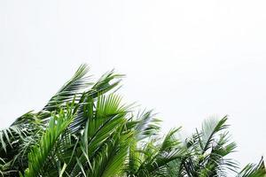 Mangrove forest blowing in the wind storm against on white cloudy and sky photo