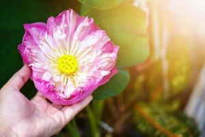 Woman Hand holding Water Lily Flower in fountain pond beautiful in the green nature background photo