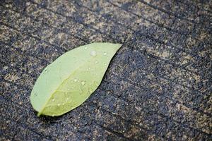 frescura de la hoja verde con gotas de agua de rocío en el suelo de hormigón húmedo foto