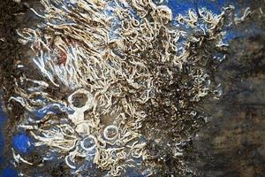 Abstract fossil of shellfish stick On a blue plastic bucket photo