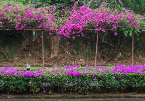 Pink Bougainvillea flower row photo