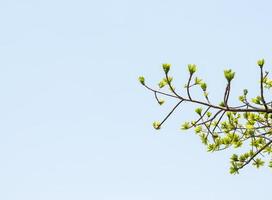 Young fresh leaves under the clear blue sky. photo