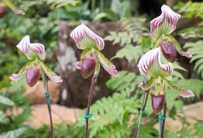 The Paphiopedilum orchid photo