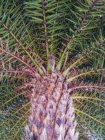 Trunk pattern and canopy of the large palm tree. photo