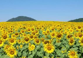 Blooming sunflower field of the organic farm on the hill. photo