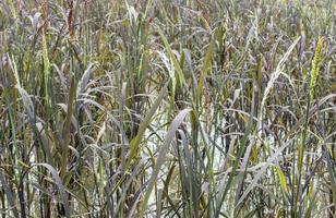 campo de arroz que en las variedades de arroz tailandés foto