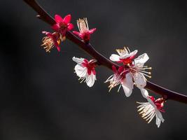 White and Red Plum Blossoms photo