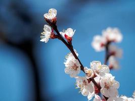 Branch of White Plum Blossoms photo