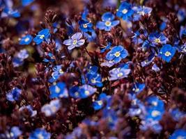 flores azules con hojas rojas foto