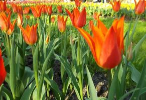 beautiful orange tulips in the sunlight photo