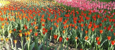 background of multicolored tulips in the sunlight photo