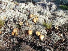 mushrooms in silver moss in sunlight photo