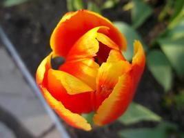 cute orange tulip in the sunlight. close-up photo