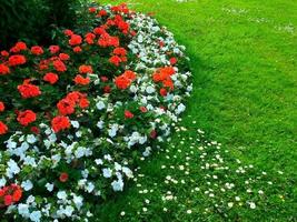 un macizo de flores con flores brillantes. foto